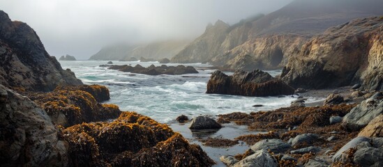 Northern California's rugged coast is abundant in kelp forests and intertidal tide pools, experiencing harsh weather.