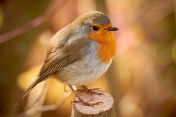 European Robin bird sitting on a branch (Erithacus Rubecula)