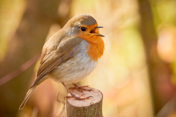 European Robin bird sitting on a branch (Erithacus Rubecula)