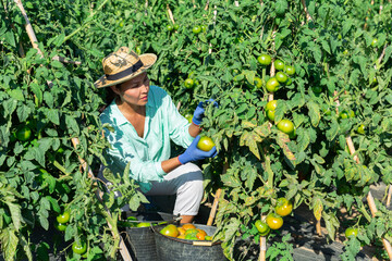 Naklejka na ściany i meble Hardworking asian woman working on an agricultural farm collects a crop of tomatoes on a plantation, putting them in a bucket