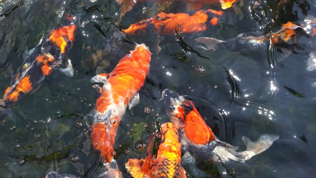 Goldfish and koi in a pond with green water. Koi nishikigoi are colored varieties of the Amur carp (Cyprinus rubrofuscus) that are kept for decorative purposes in outdoor koi ponds or water gardens.