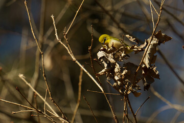 可愛い小鳥のメジロ