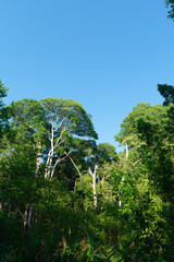Blue sky and green trees.