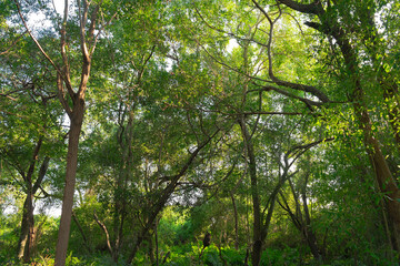Fototapeta premium Blue sky and green trees.