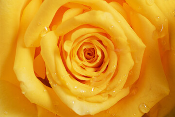 Close-up of a yellow rose bud with dew drops on the petals.