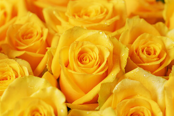 Close-up of yellow rose bud with dew drops on the petals.