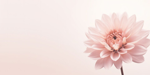 contemporary minimalist of a light pink beautiful flower, soft pastel colors, neutral light background
