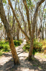 A little track winds its way through trees heading to the beach on Stradbroke Island, Australia