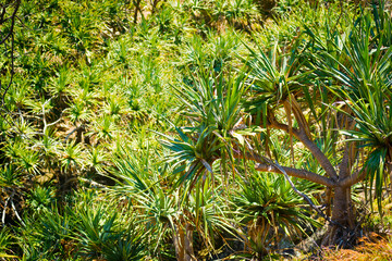 Pandanus palm trees populate North Stradbroke Island, Australia