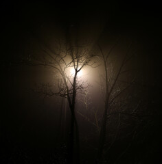 Straßenlaterne scheint durch eine kahle Baumkrone im Nebel.