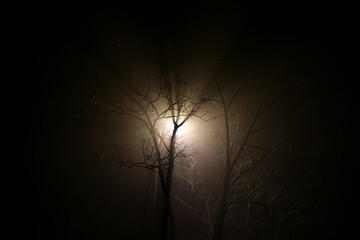 Straßenlaterne scheint durch eine kahle Baumkrone im Nebel.