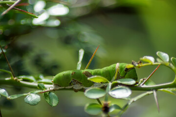 caterpillars that attack plants, eating their leaves. until it turns into a chrysalis and finally flies as a butterfly