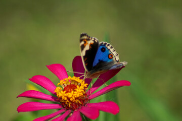 a beautiful butterfly alights on a flower