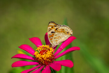 a beautiful butterfly alights on a flower