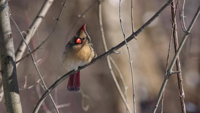 Female Northern Cardinal Bird (Cardinalis cardinalis) Perched on a Tree Branch, a Poetic Image of Grief, Love, and Spiritual Songbird Harmony.  Wildlife Video