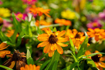 yellow flower in the garden