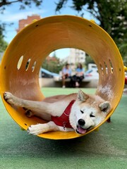 dog on the playground