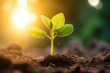 Young plant sprouting from soil with sunlight flaring in the background, symbolizing growth and new beginnings.