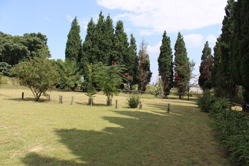 Fototapeta na wymiar park with long fern trees in the outdoor environment