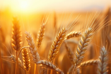 Golden wheat field with sun flare at sunset, conveying harvest, agriculture, and natural food resources.