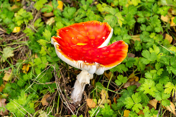 Red fly agaric mushroom against the autumn background in the forest