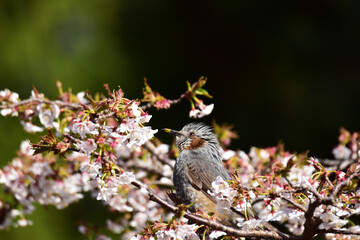 桜の蜜を吸いに来たヒヨドリ