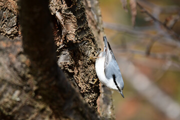 下向きのゴジュウカラ