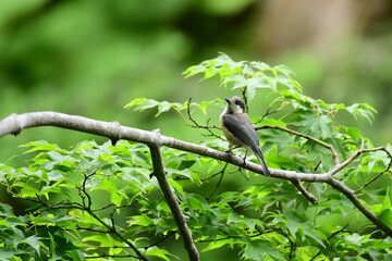 枝に止まって上を向くヤマガラの幼鳥