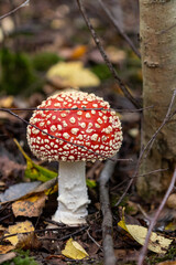 Red fly agaric mushroom against the autumn background in the forest