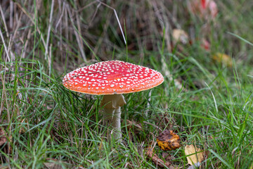 Red fly agaric mushroom against the autumn background in the forest