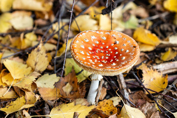 Red fly agaric mushroom against the autumn background in the forest