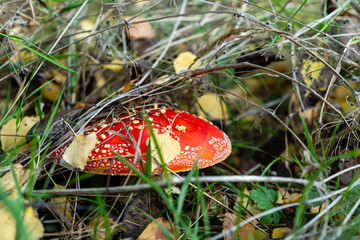 Red fly agaric mushroom against the autumn background in the forest