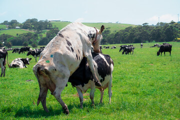 cows on a meadow