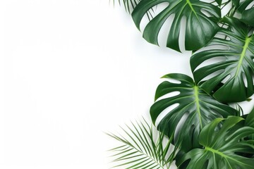 Tropical leaves on white background with text space.