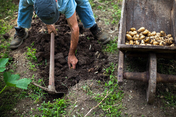 Senior Man Harvesting Potatoes from Home Organic Garden Using Vintage Hand Tools Tools