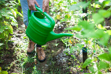 Fototapeta premium Watering Vegetables in Domestic Organic Garden