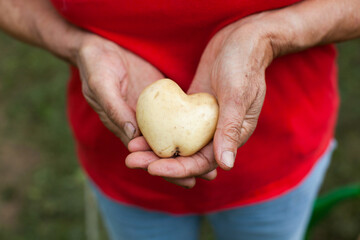 Senior Woman Hands Holding a Potato Heart Shaped