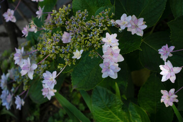 咲き始めた紫陽花