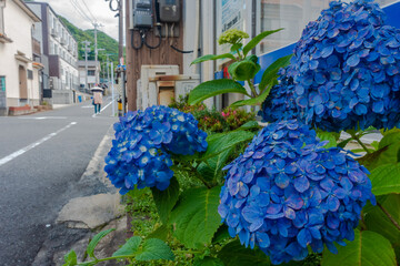 街角に咲く紫陽花20230611-5