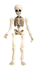 Isolated photo of toy skeleton figurine on white background.