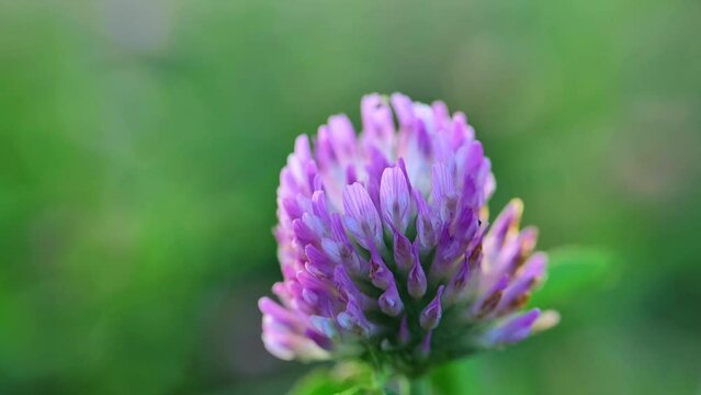 Red clover flower in the rays of the sun. Clover extract. 4k footage