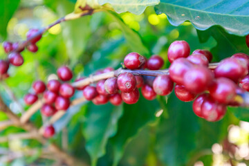 Coffee beans growing on coffee tree in Brazil's coutryside