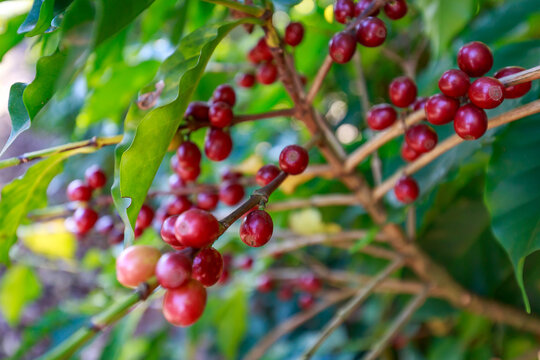 Coffee beans growing on coffee tree in Brazil's coutryside