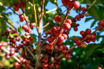 Coffee beans growing on coffee tree in Brazil's coutryside