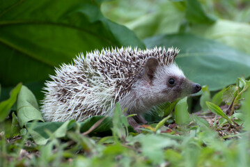 Mini hedgehog playing in the garden