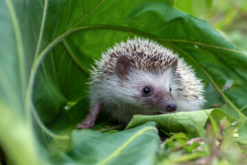 Mini hedgehog playing in the garden
