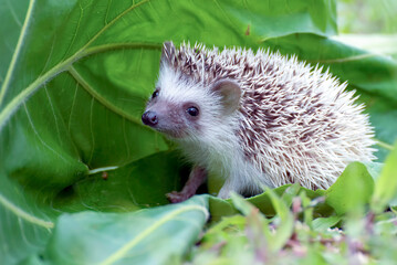 Mini hedgehog playing in the garden