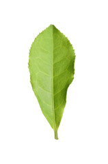 Obraz premium Fresh green tea leaf isolated on white
