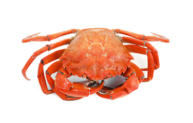 One delicious boiled crab isolated on white, top view
