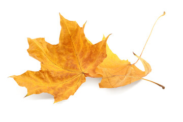 Autumn season. Dry maple leaves isolated on white